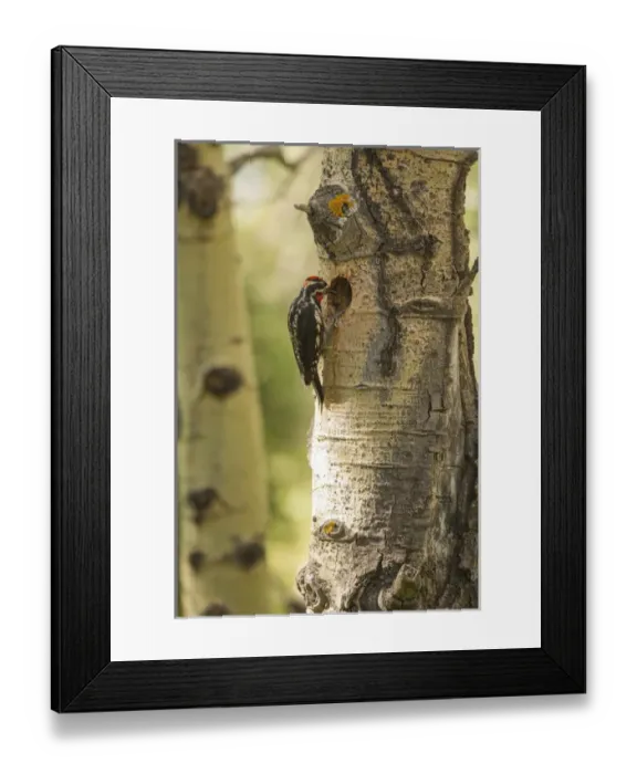 Framed Print : Red-naped sapsuckerwith hole / nest in aspen tree Framed Print : Red-naped sapsuckerwith hole / nest in aspen tree
