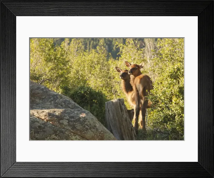 Framed Print : two, 2 baby elk looking back Framed Print : two, 2 baby elk looking back