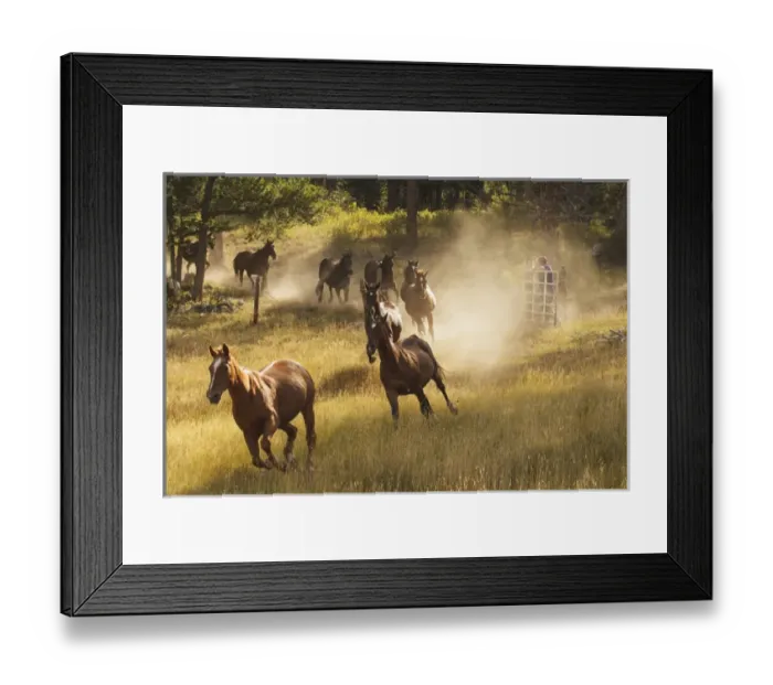 Framed Print : Horses running into pasture in early morning light