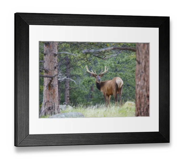 Framed Print : one elk looking back velvet Framed Print : one elk looking back velvet