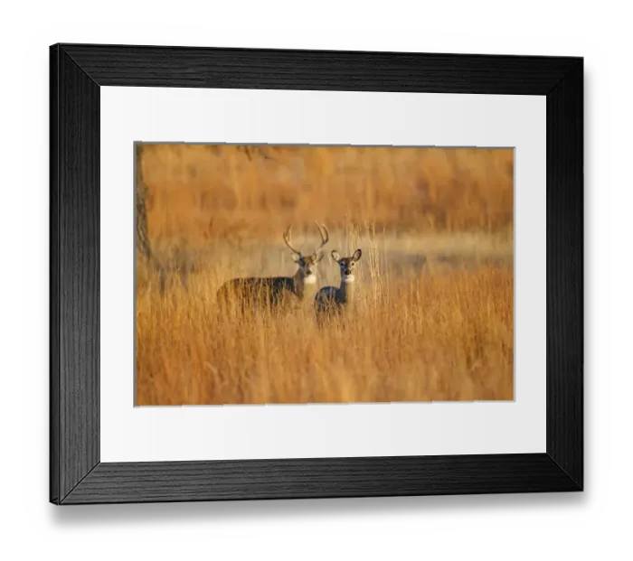 Framed Print : White-tailed Deer (Odocoileus virginianus) male and female in grassland habitat Framed Print : White-tailed Deer (Odocoileus virginianus) male and female in grassland habitat