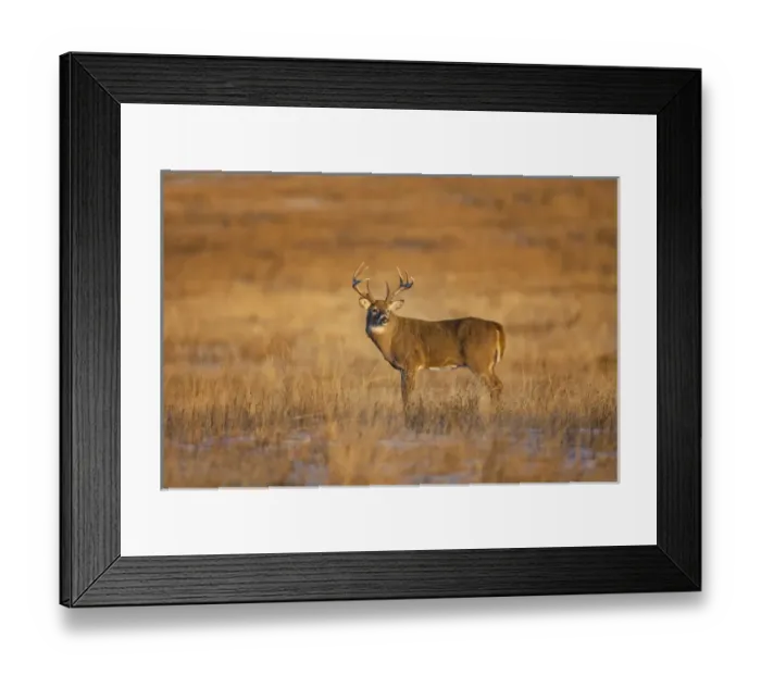 Framed Print : White-tailed Deer (Odocoileus virginianus) buck standing in prairie grass Framed Print : White-tailed Deer (Odocoileus virginianus) buck standing in prairie grass