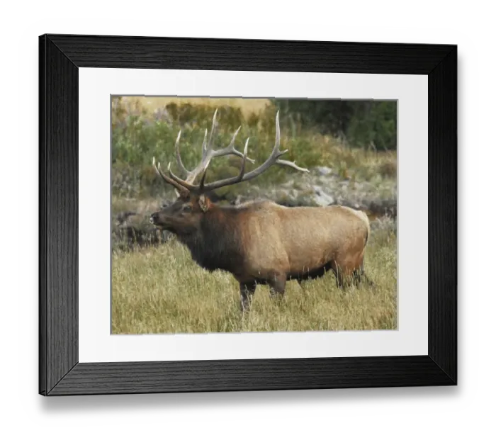 Framed Print : Male Elk in Moraine Park: Rocky Mountain National Park, Colorado, USA