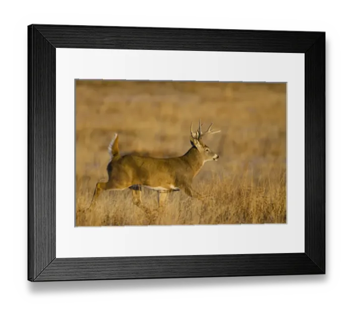 Framed Print : White-tailed Deer (Odocoileus virginianus) male running across grassy habitat Framed Print : White-tailed Deer (Odocoileus virginianus) male running across grassy habitat