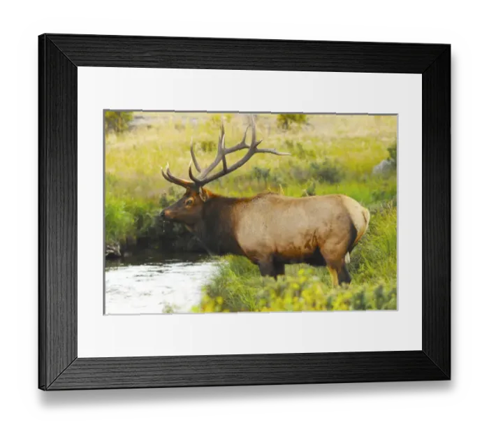 Framed Print : Male Elk at Creek: Moraine Park, Rocky Mountain National Park, Colorado, USA Framed Print : Male Elk at Creek: Moraine Park, Rocky Mountain National Park, Colorado, USA