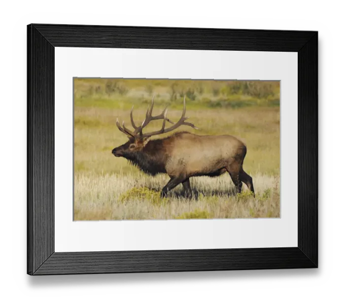 Framed Print : Male Elk Bugling: Moraine Park, Rocky Mountain National Park, Colorado, USA Framed Print : Male Elk Bugling: Moraine Park, Rocky Mountain National Park, Colorado, USA