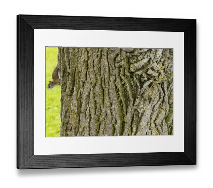Framed Print : American red squirrel, Tamiasciurus hudsonicus, pine squirrel, fairydiddles, Edwards Framed Print : American red squirrel, Tamiasciurus hudsonicus, pine squirrel, fairydiddles, Edwards