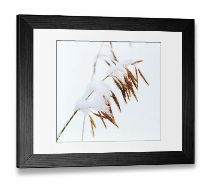 Framed Print : Grasses, First snow to October, Continental Divide, Rabbit Ears pass, Colorado, USA Framed Print : Grasses, First snow to October, Continental Divide, Rabbit Ears pass, Colorado, USA
