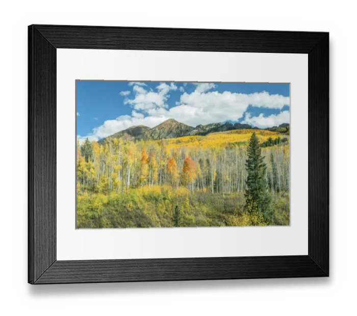 Framed Print : US, CO, Gunnison NF, Autumn Color at Kebler Pass Framed Print : US, CO, Gunnison NF, Autumn Color at Kebler Pass