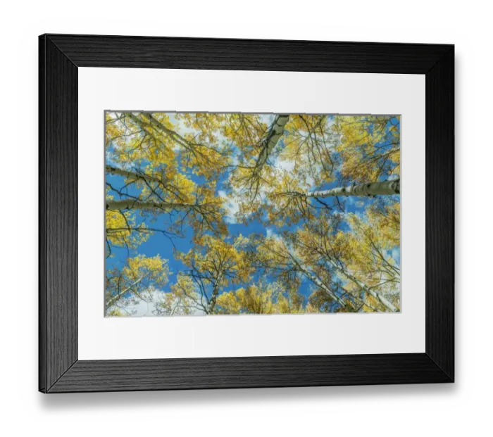 Framed Print : US, CO, Gunnison NF, Looking up to the Sky in an Aspen Grove with Autumn Color Framed Print : US, CO, Gunnison NF, Looking up to the Sky in an Aspen Grove with Autumn Color