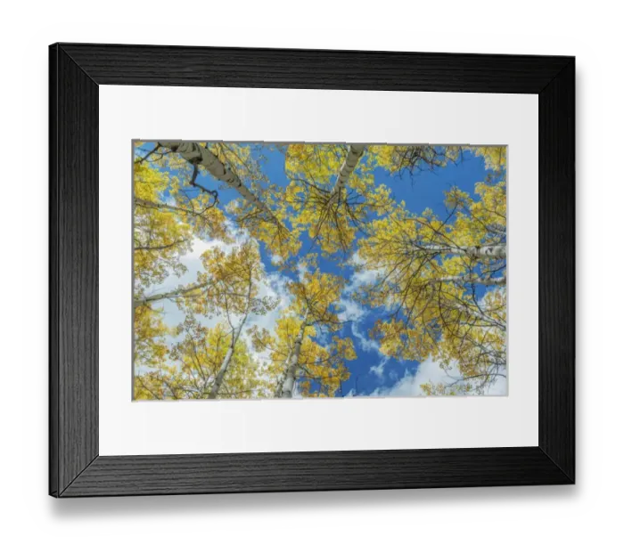 Framed Print : US, CO, Gunnison NF, Looking up to the Sky in an Aspen Grove with Autumn Color Framed Print : US, CO, Gunnison NF, Looking up to the Sky in an Aspen Grove with Autumn Color