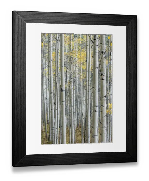 Framed Print : US, CO, Gunnison NF, Aspen Trunks with Autumn Color