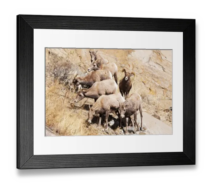 Framed Print : Rocky mountain Bighorn sheep herd Framed Print : Rocky mountain Bighorn sheep herd