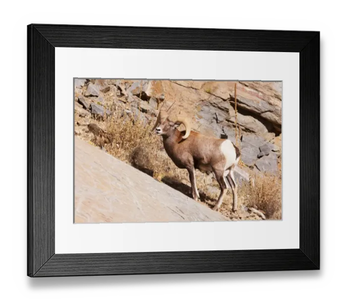 Framed Print : Rocky mountain Bighorn sheep, one ram, horn Framed Print : Rocky mountain Bighorn sheep, one ram, horn