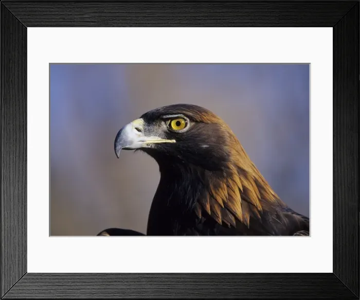 Framed Print : Golden Eagle (Aquila chrysaetos) captive bird, Colorado Framed Print : Golden Eagle (Aquila chrysaetos) captive bird, Colorado
