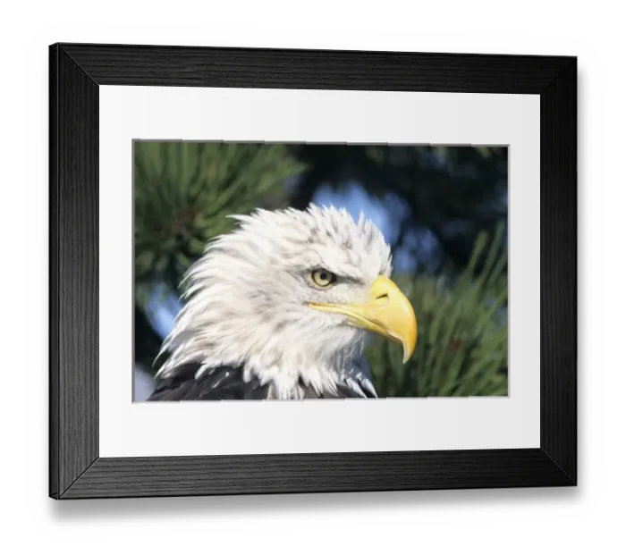 Framed Print : Bald Eagle (Haliaeetus leucocephalus) in pine tree, Colorado