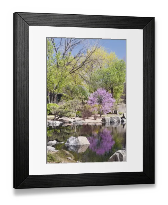 Framed Print : USA, CO, Denver. Denver Botanic Gardens located in central Denver Framed Print : USA, CO, Denver. Denver Botanic Gardens located in central Denver