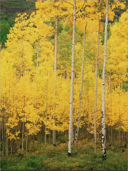 USA, Colorado, View of San Juan National Forest in autumn