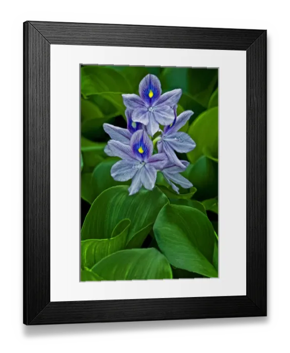 Framed Print : USA, Delaware, Wilmington. Credit as: Jay O Brien  /  Jaynes Gallery  /  DanitaDelimont