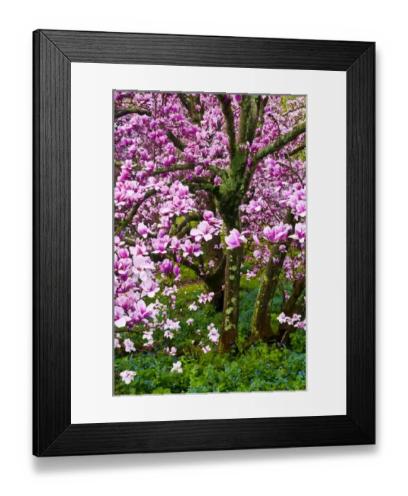 Framed Print : USA, Delaware, Wilmington. Cherry blossom tree in spring bloom Framed Print : USA, Delaware, Wilmington. Cherry blossom tree in spring bloom