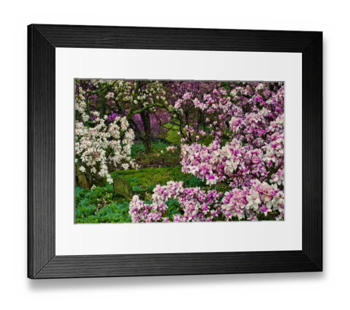 Framed Print : USA, Delaware, Wilmington, Quarry Garden. Flower-covered trees in garden. Credit as Framed Print : USA, Delaware, Wilmington, Quarry Garden. Flower-covered trees in garden. Credit as
