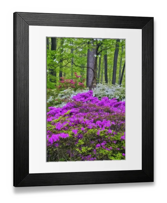 Framed Print : USA, Delaware, Winterthur Gardens. Credit as: Jay O Brien  /  Jaynes Gallery  /  DanitaDelimont