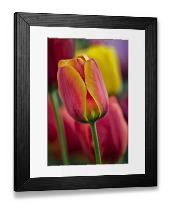 Framed Print : USA, Delaware, Winterthur Gardens. Close-up of tulips Framed Print : USA, Delaware, Winterthur Gardens. Close-up of tulips