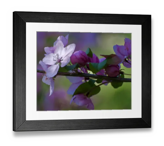 Framed Print : USA, Delaware, Winterthur Gardens. Close-up of azalea flowers and buds on limb. Credit as Framed Print : USA, Delaware, Winterthur Gardens. Close-up of azalea flowers and buds on limb. Credit as