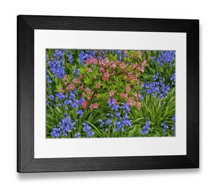 Framed Print : USA, Delaware, Winterthur Gardens. Blooming azaleas and bluebells