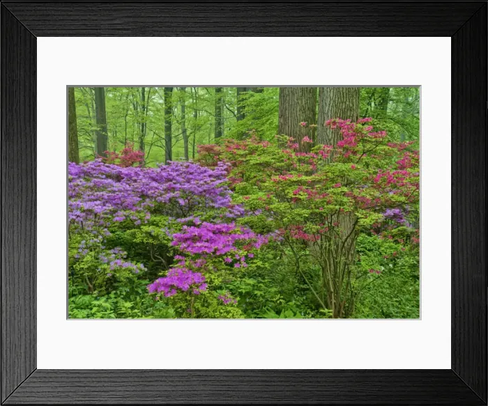 Framed Print : USA, Delaware, Winterthur Gardens. Blooming azaleas in forest