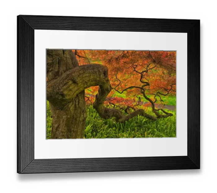 Framed Print : USA, Delaware, Winterthur Gardens. Close-up Japanese maple tree Framed Print : USA, Delaware, Winterthur Gardens. Close-up Japanese maple tree