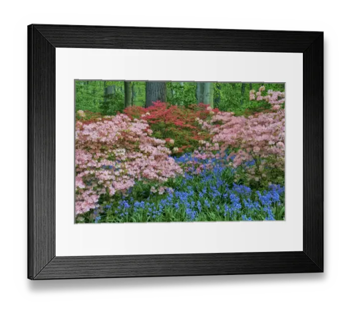 Framed Print : USA, Delaware, Winterthur Gardens. Blooming azalea and bluebell flowers in forest