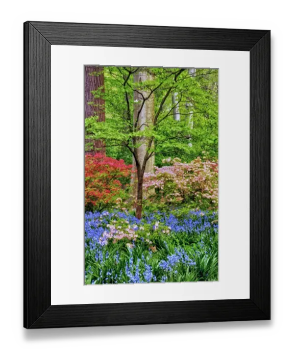 Framed Print : USA, Delaware, Winterthur Gardens. Blooming azalea and bluebell flowers in forest
