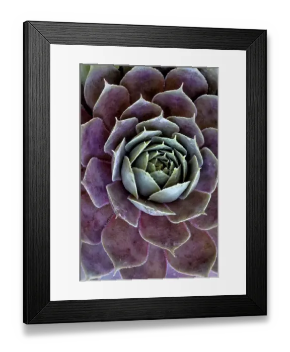 Framed Print : USA, Wilmington, Delaware. Close-up of hen and chick plant