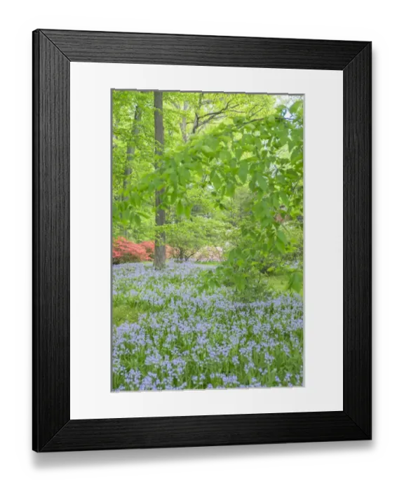 Framed Print : Spanish Bluebell, Azalea Woods, Winterthur, Delaware, USA Framed Print : Spanish Bluebell, Azalea Woods, Winterthur, Delaware, USA