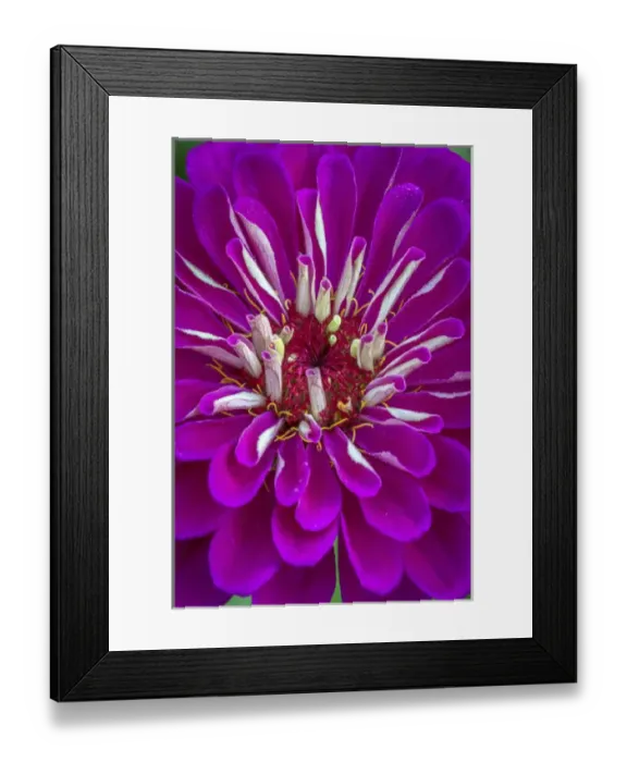Framed Print : USA, Wilmington, Delaware, Winthure Gardens