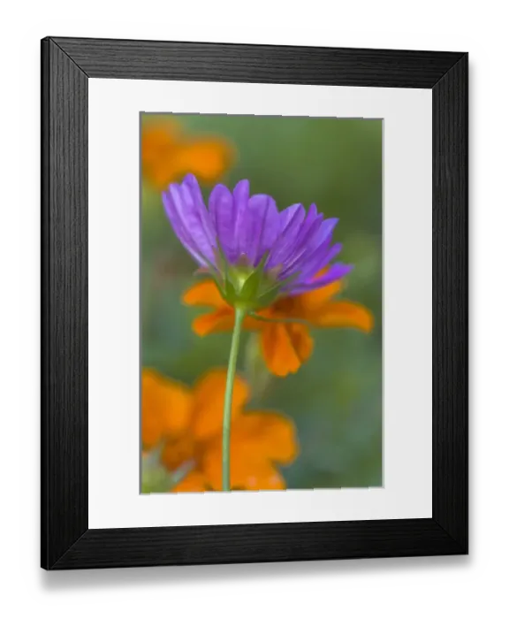 Framed Print : USA, Wilmington, Delaware, Winthure Gardens. Close-up of cosmos flower. Credit as