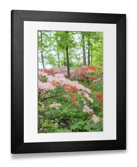 Framed Print : Azalea Woods, Winterthur, Delaware, USA Framed Print : Azalea Woods, Winterthur, Delaware, USA