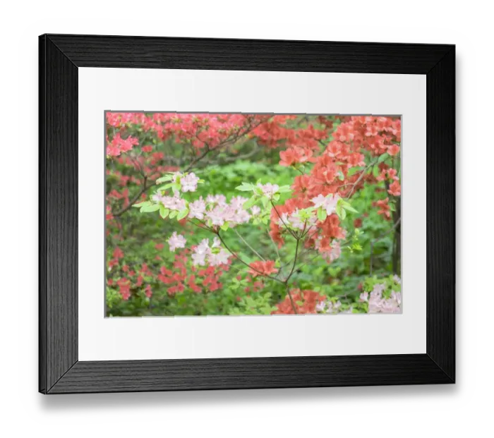 Framed Print : Azalea Woods, Winterthur, Delaware, USA Framed Print : Azalea Woods, Winterthur, Delaware, USA