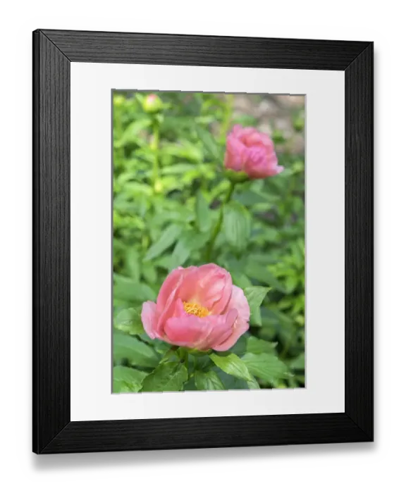 Framed Print : Peony Janice, USA Framed Print : Peony Janice, USA