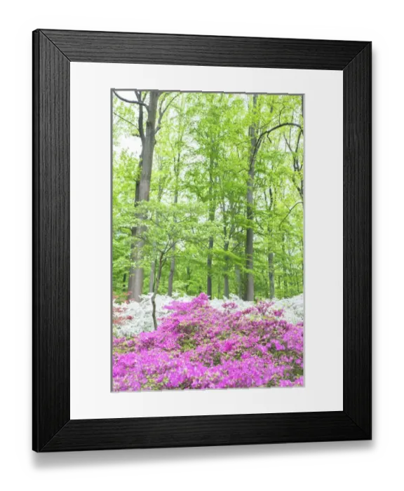 Framed Print : Azalea Woods, Winterthur, Delaware, USA Framed Print : Azalea Woods, Winterthur, Delaware, USA