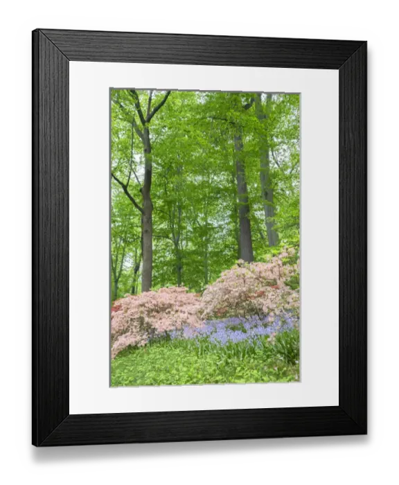 Framed Print : Azalea Woods, Winterthur, Delaware, USA Framed Print : Azalea Woods, Winterthur, Delaware, USA