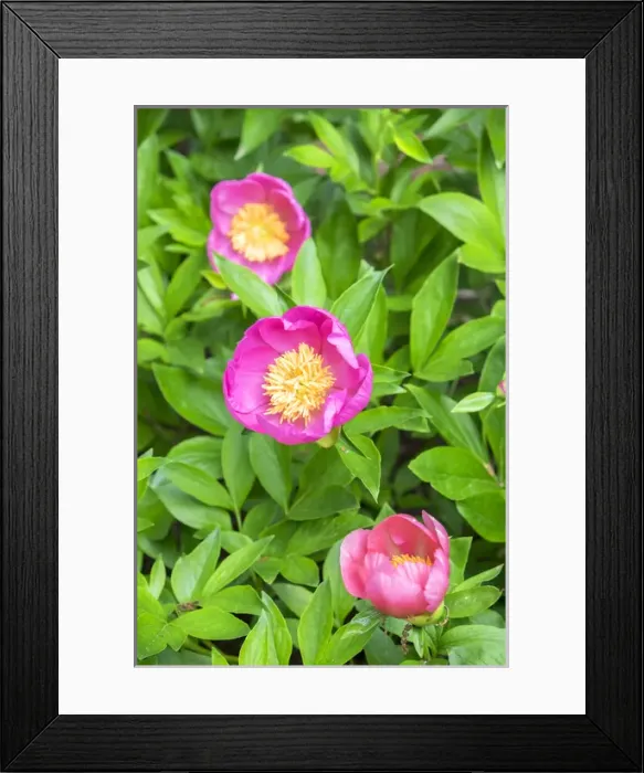 Framed Print : Peony Janice, USA