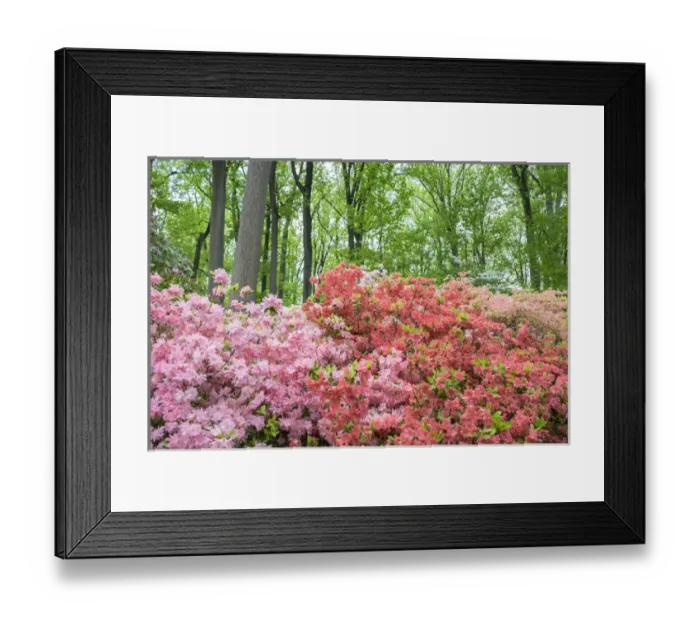 Framed Print : Azalea Woods, Winterthur, Delaware, USA