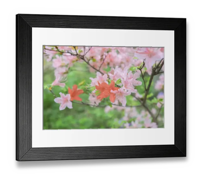 Framed Print : Azalea, USA Framed Print : Azalea, USA