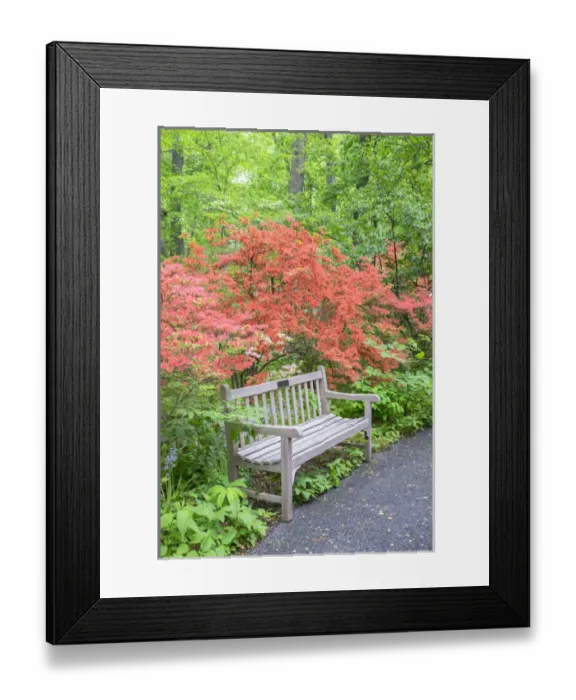 Framed Print : Azalea Woods, Winterthur, Delaware, USA Framed Print : Azalea Woods, Winterthur, Delaware, USA