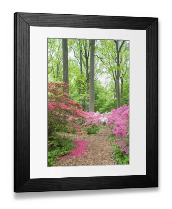 Framed Print : Azalea Woods, Winterthur, Delaware, USA Framed Print : Azalea Woods, Winterthur, Delaware, USA