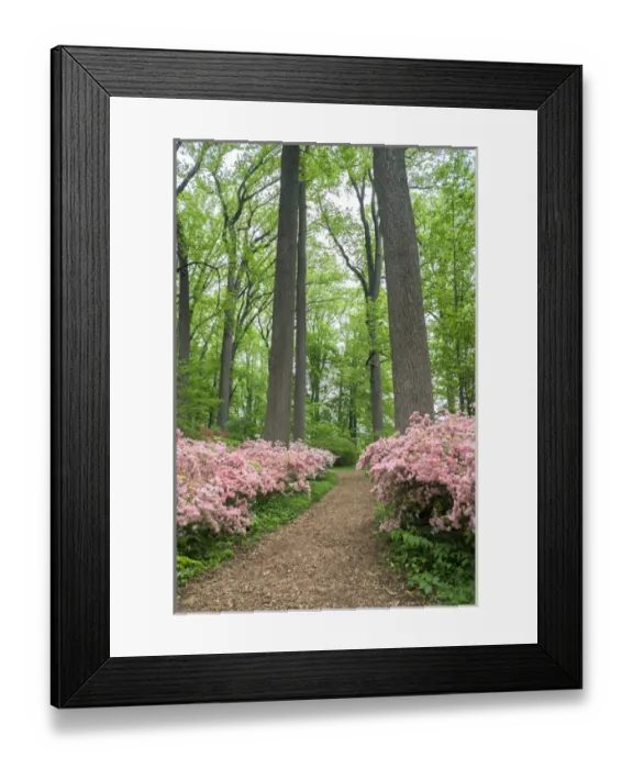 Framed Print : Azalea Woods, Winterthur, Delaware, USA Framed Print : Azalea Woods, Winterthur, Delaware, USA