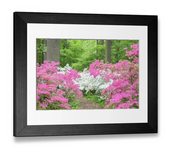 Framed Print : Azalea Woods, Winterthur, Delaware, USA Framed Print : Azalea Woods, Winterthur, Delaware, USA