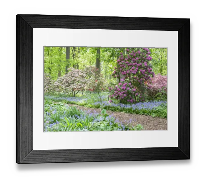 Framed Print : Azalea Woods, Winterthur, Delaware, USA